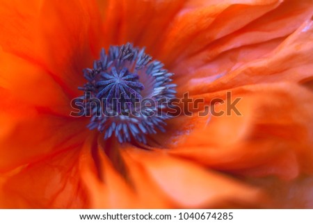 Perfect poppy flower (Papaver) close up.