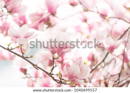 Closeup of magnolia tree blossom with blurred background and warm sunshine Royalty-Free Stock Photo #1040699557