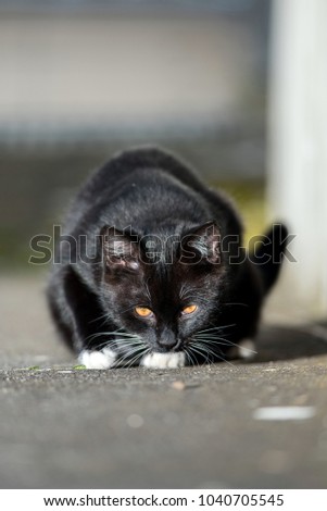 Cute black cat on the street.