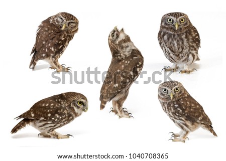 Collage of little owls (Athene noctua) on white background.