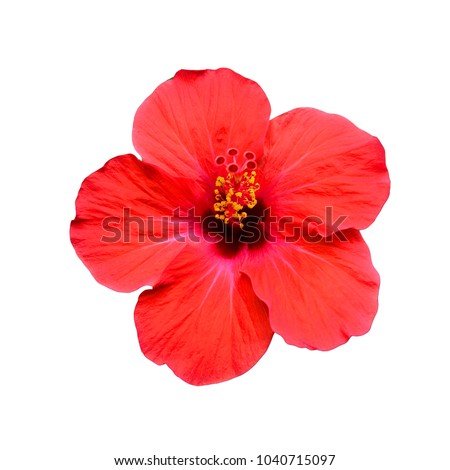 red hibiscus flower isolated on white background Royalty-Free Stock Photo #1040715097