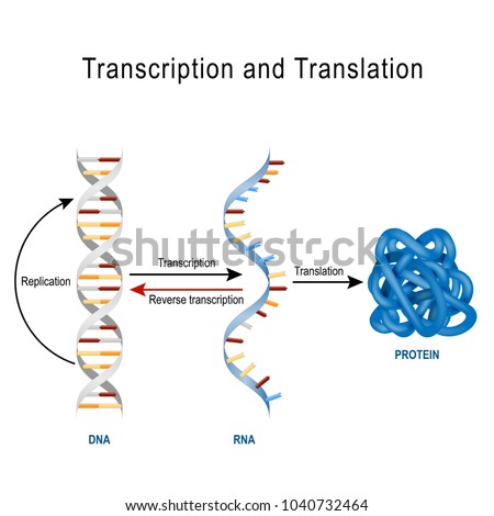 DNA Replication, Protein synthesis, Transcription and translation.  Biological functions of DNA. Genes and genomes. Genetic code Royalty-Free Stock Photo #1040732464