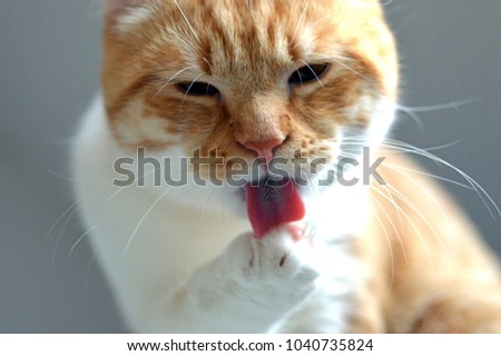 Closeup of the head of a beautiful red and white licking tom cat with amber eyes before a grey background / macro