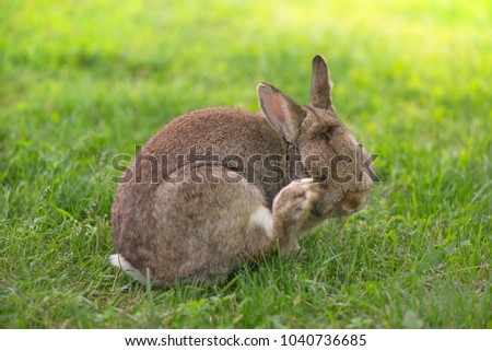 Brown bunny eating grass in the middle of meadow in the countryside on sunny spring day on a light background. Easter is coming, cute rabbit. long ears. Looking for Easter eggs