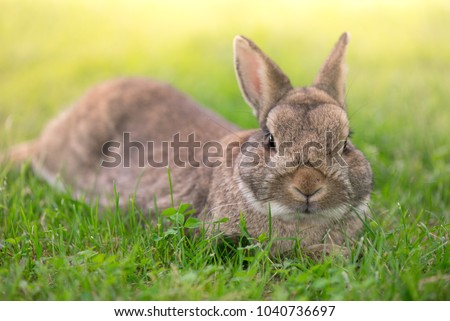 Brown bunny eating grass in the middle of meadow in the countryside on sunny spring day on a light background. Easter is coming, cute rabbit. long ears. Looking for Easter eggs