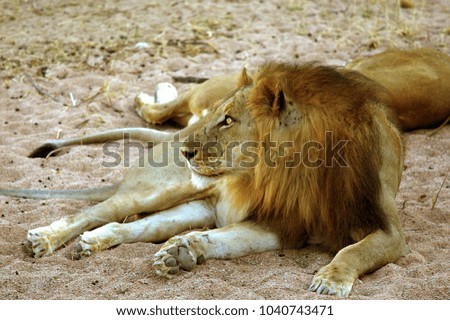 Lion resting in Ruaha National Park