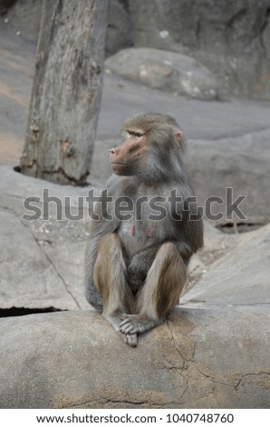 Hamadryas baboon monkeys