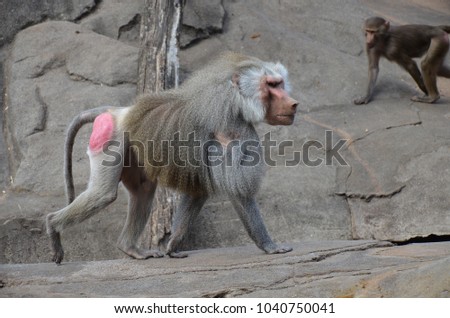 Hamadryas baboon monkeys