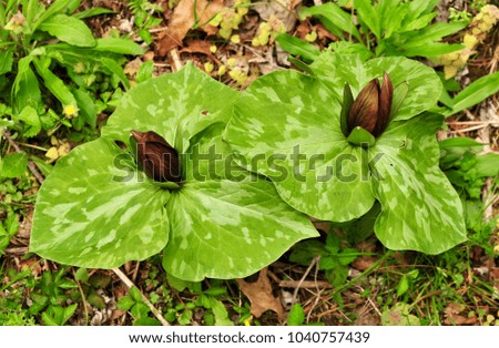Deep red flowers and spotted green leaves of toadshade trillium in a spring forest