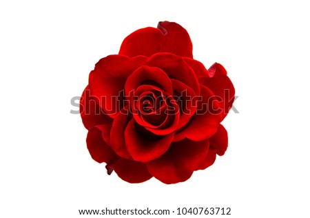 red rose isolated on white background Royalty-Free Stock Photo #1040763712