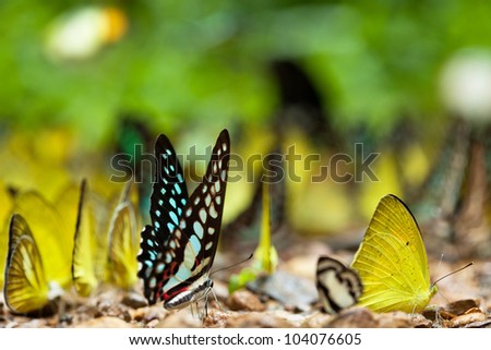 Butterfly spring field. A group o colorful butterflies in the spring summer grass land
