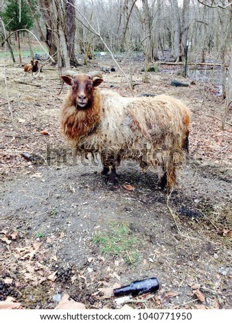 Portrait of a woolly exotic breed of sheep. Royalty-Free Stock Photo #1040771950