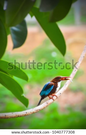 This is a picture of a common Kingfisher bird that can be found around, Dhanmondi, Dhaka, Bangladesh