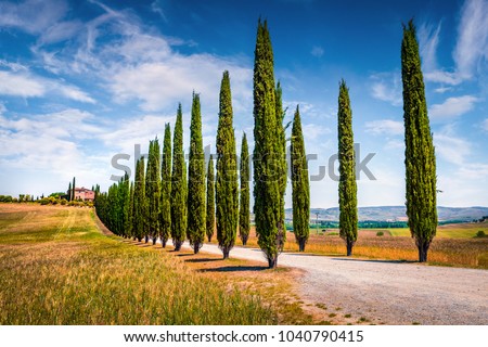 Classic Tuscan view with farmhouse and cypress trees. Colorful summer view of Italian countryside, Beauty of countryside concept background.
 Royalty-Free Stock Photo #1040790415