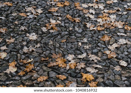 Orange and yellow autumn leaves on stone road ground natural background picture