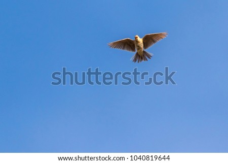 A common skylark in flight