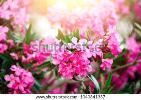 Blooming pink oleander flowers or nerium in garden. Selective focus. Copy space. Blossom spring, exotic summer, sunny woman day concept