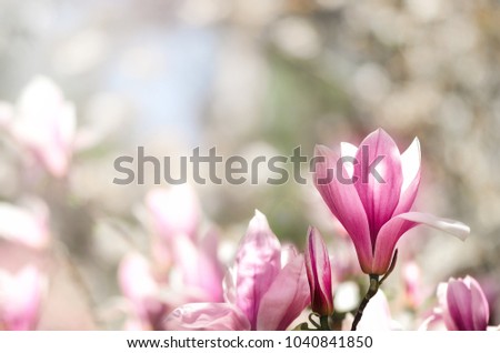 Blooming magnolia tree in the spring sun rays. Selective focus. Copy space. Easter, blossom spring, sunny woman day concept. Pink purple magnolia flowers