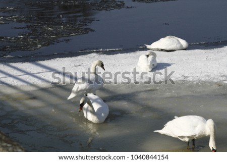 swans migration wild birds