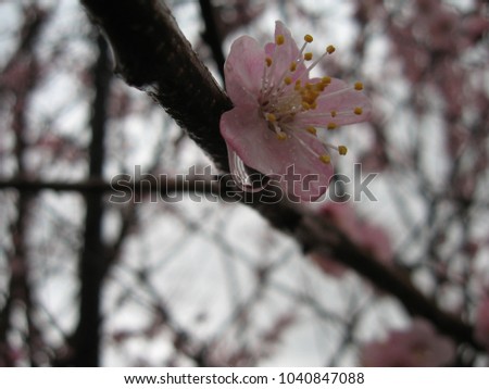 a drop of dew on a flower of apricot tree