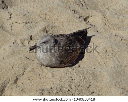 sea gull nesting on the beach