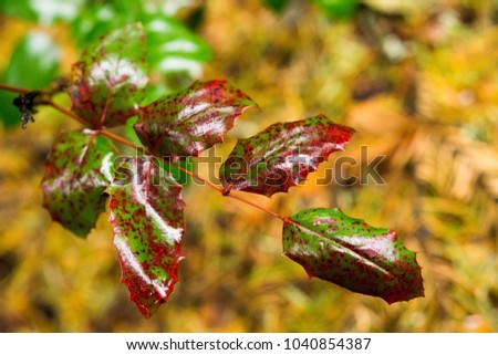 Fall Leaves of Red