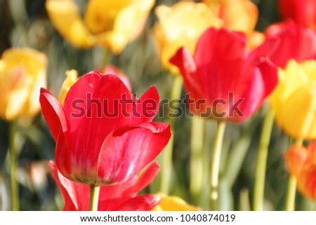 Several vibrant red and yellow tulips in a garden