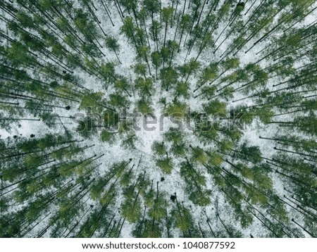 Aerial Photography of a Bright Forest in Sunny Winter Day from Top