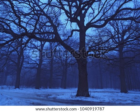 Dark misty tree at the foggy evening forest