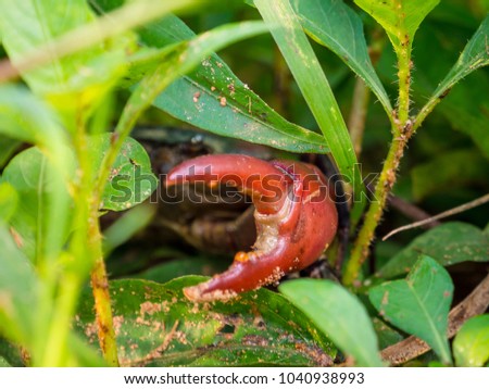 Claw of the Black Rice Crab Over the Shrubbery / selective focus