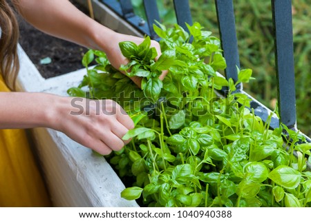 Fresh herbs collected by young woman in a home garden Royalty-Free Stock Photo #1040940388