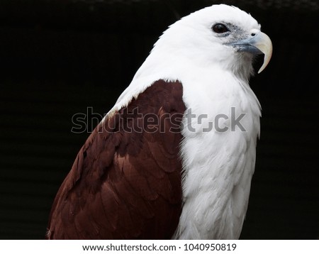 A Proud Dignified Portrait of a Grand Majestic Brahminy Kite with Immaculate Plumage.