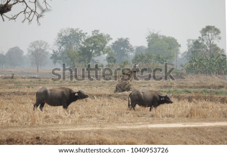 The buffalo was fed by natural feeding.