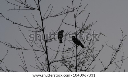two birds on bamboo branches before getting dark