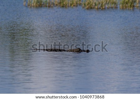 Picture of American alligator