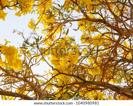 Simply beautiful yellow Tabebuia Aurea - Silver trumpet tree, or the Tree of gold branches that blossoms only once a year against the bright morning sky (selective focus)