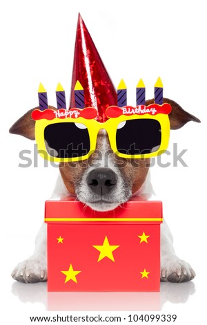 birthday dog with a red box