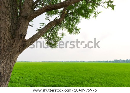 Green and fresh rice field 