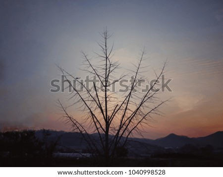 Evening sunset with black silhouette of tree on colorful flaming cloudy sky background.