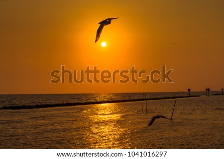 Seagull by the Seaside on Sunset at Bangpu, Samut Prakan, Thailand