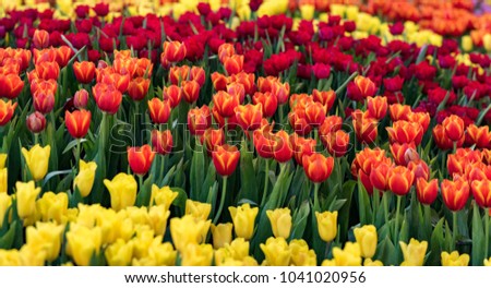 Beautiful and colorful tulips