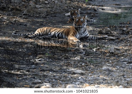 Royal Bengal India Tiger cooling in waterhole pond with her cube 