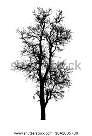 silhouette of trees isolated on a white background with clipping path