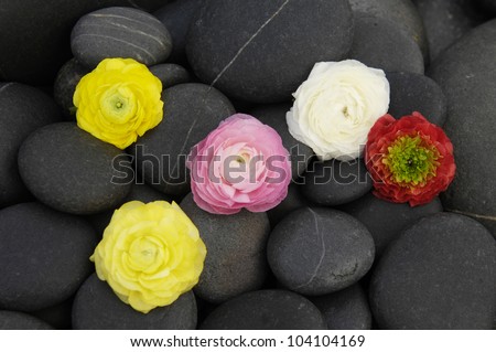 Set of colorful ranunculus isolated with zen stones background