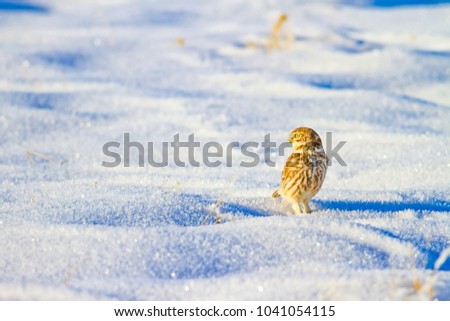 Cute little owl. Winter. Natural background. 