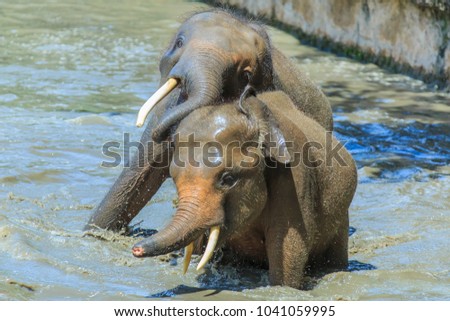 The Borneo Pigmy Elephant is the largest land mamal in Borneo. It can grow up to 2 - 2.5 m in height and weight up to 5400kg