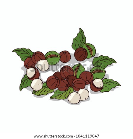 Isolated clipart of plant Macadamia on white background. Botanical drawing of herb Macadamia nuts with nuts and leaves. Vector illustration