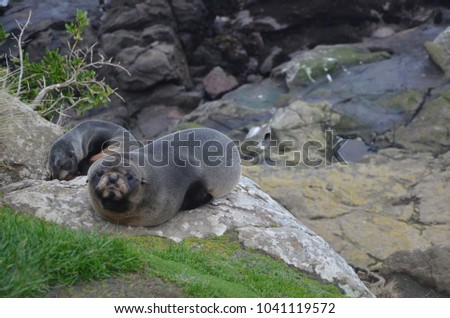 Cute New Zealand seal looking at the camera, Moeraki Boulders, NZ.
