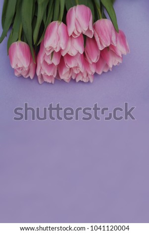 Pink Tulips bouquet, over Purple Background with copy space. Top view. flat Lay. Vertical Image.