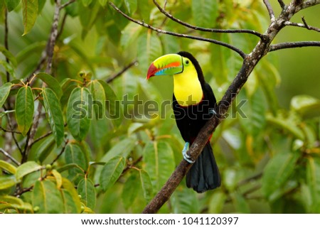 Toucan sitting on the branch in the forest, green vegetation, Panama. Nature travel in central America. Keel-billed Toucan, Ramphastos sulfuratus, bird with big bill. Wildlife Panama.